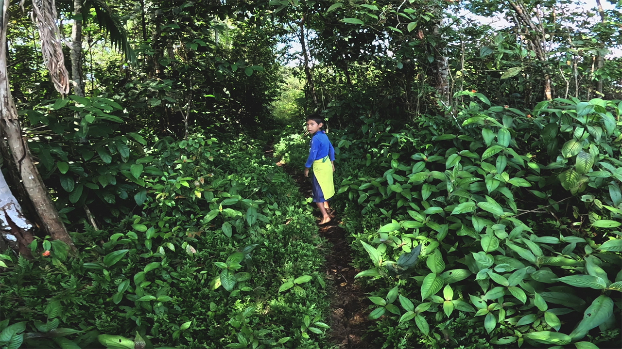 Línguas da Floresta